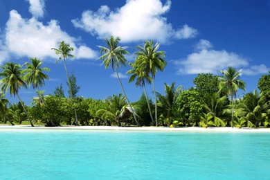 Outdoor Trees Beaches Free HD Resolution Wallpapers