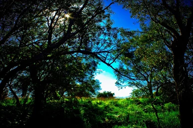 Outdoor wallpapers.jpg