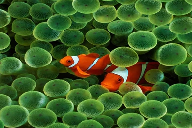 Download Wallpapers Dual Screen Fish Wallpapers (1920 X 1080 HDTV ...