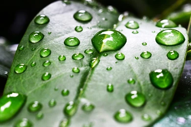 Жаба.ru : обои для рабочего стола : Обои для рабочего стола   Обои ...