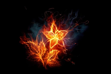 Flames Flowers Fire Blaze Photomanipulations Black Backgrounds ...