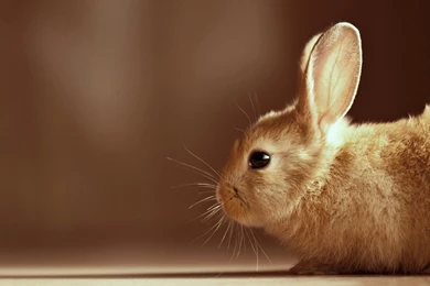 Cute Bunny Wallpapers   Wallpapers Cave