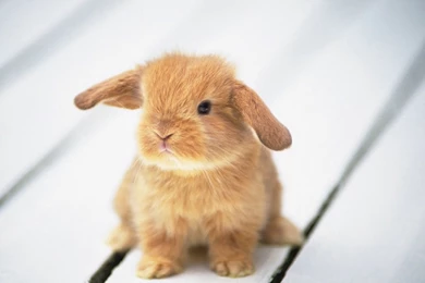 Wallpapers Bunny Rabbit
