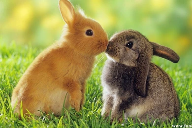 Cute Bunny Wallpapers