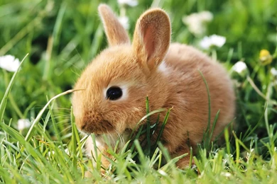 Cute Baby Bunny Wallpapers