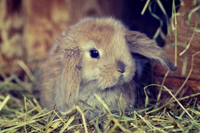 Cute Fluffy Bunny Wallpapers Pictures Photos Images