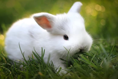 Cute Bunny Wallpapers 666 2560 X 1600   WallpaperLayer.com
