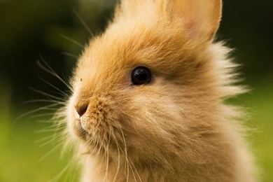 1366x768 Cute Fluffy Bunny Wallpapers