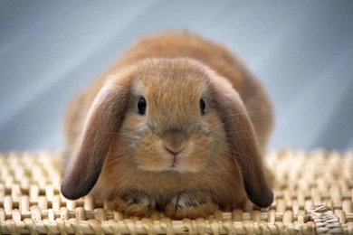 Cute Bunny Rabbit WallpaperBestwallpaperq.xyz