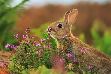 Fields Cute Little Bunny Wallpapers 11 － Animal Wallpapers   Free ...