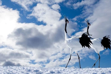 Good Luck And Longevity Of Red crowned Crane HD Photography ...