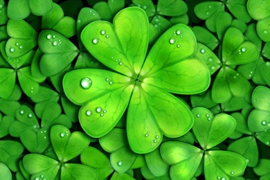 Lucky Charms Live Wallpapers   Android Apps On Google Play