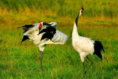 Good Luck And Longevity Of Red crowned Crane HD Photography ...