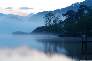 Tree Wallpapers Search Results   Page 396. EskiPaper.com Cool ...