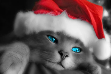 Christmas Cute Kitten   Danasrhp.top