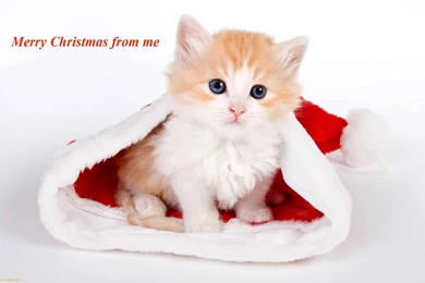 Merry Christmas 2015 Collection Of Xmas Puppies And Kittens
