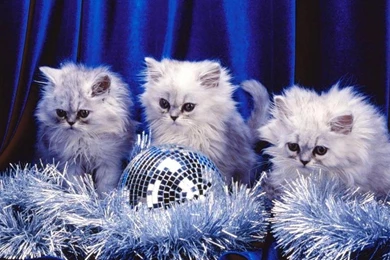 FLUFFY CHRISTMAS KITTENS WALLPAPER   (
