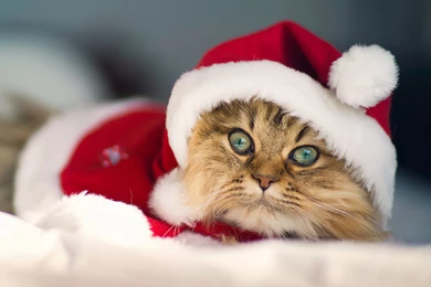 Christmas Kittens Wallpapers Desktop