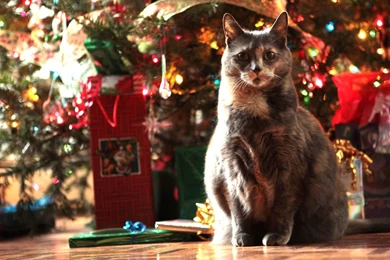 Christmas Cute Kittens HD Photography Wallpapers 2 － Holiday ...