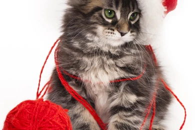 Christmas Kitten iPhone 6S Plus Wallpapers