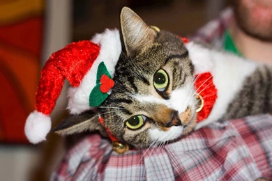 Christmas Cute Kittens HD Photography Wallpapers 7 － Holiday ...