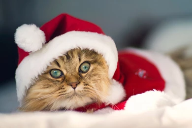 Kitten Christmas Desktop Free Wallpapers   Wallpapers COC