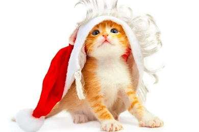 Kitten Under A Cap Wallpapers And Images   Wallpapers, Pictures ...