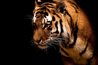 HD Desktop Wallpapers: Tiger Wallpaper, Tiger Wallpapers