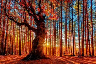 Gorgeous Forest Bridge Wallpapers