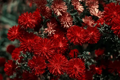 HD Flowers Wallpapers 7 － Flower Wallpapers   Free Download ...