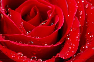 Rose Wallpapers   HDWPlan