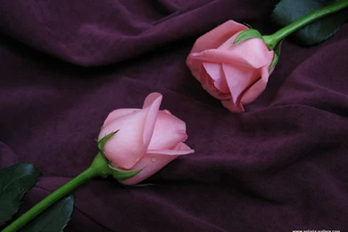 Rose Flowers Wallpaper: Roses Wallpapers Free