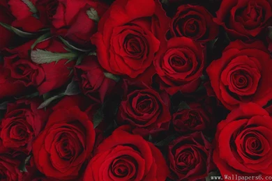 Rose Combination － Flower Wallpapers   Free Download Wallpapers ...