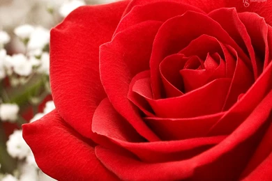 Rose Wallpapers 17   Best Wallpapers Collection