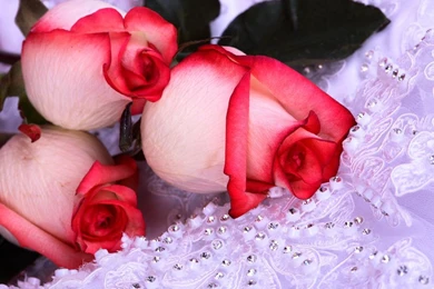 Download Images Of Roses   Wallpapers HD Base