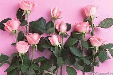 Rose Combination - Flower Wallpapers Free Download Wallpapers ...