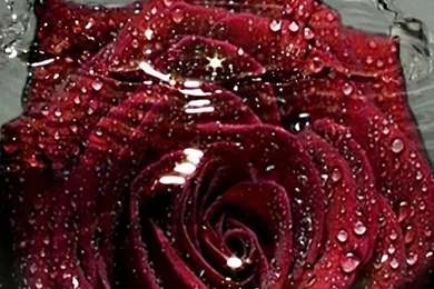 Download Wallpapers 1080x1920 Rose, Flower, Bud, Drops, Sprays ...