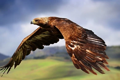 Wallpapers Above Is Majestic Eagle Wallpapers In Resolution ...
