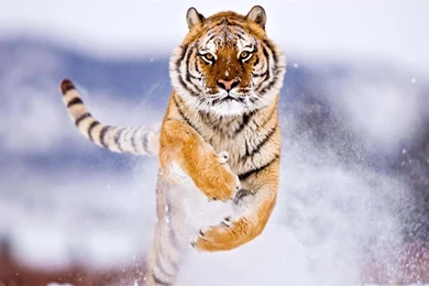 60 HD Wallpapers Of Majestic Animals From Around The Globe ...