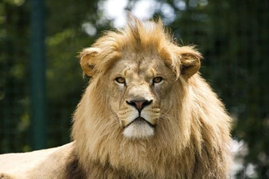 1920x1200 Male Lion Majestic Wallpapers