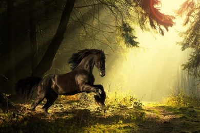 Majestic HD Wallpapers, Animal Backgrounds