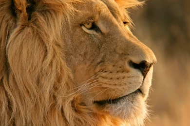Majestic Lion Nature Wallpapers   HD Wallpapers