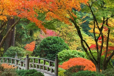 Japanese Oregon Portland Autumn Garden Wallpapers