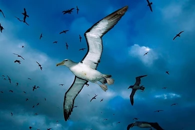 Top Most Wallpapers   Wallpapers Zone