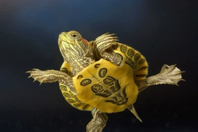 Animals,nature Nature Animals Wildlife 7072x5317 Wallpapers ...