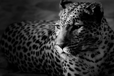 Black And White Jaguar Wildlife Wallpapers   1366x768 Wallpapers ...