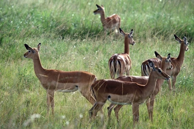 Wildlife Wallpapers — Free Full HD Wallpaper. Widescreen HQ ...