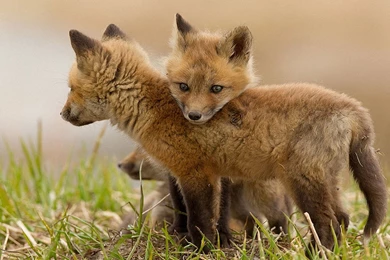 Nature Animals Wildlife Foxes : Desktop And Mobile Wallpapers ...