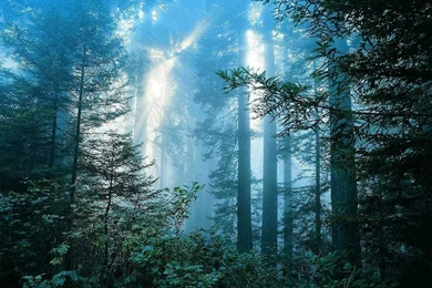 Anime Forest Backgrounds Wallpapers Cave