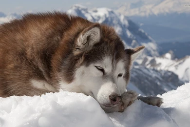 Alaskan Malamute Wallpapers HD Download